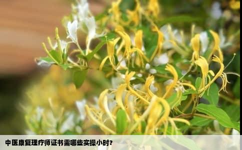 中医康复理疗师证书需哪些实操小时？