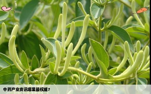 中药产业资讯哪里最权威？