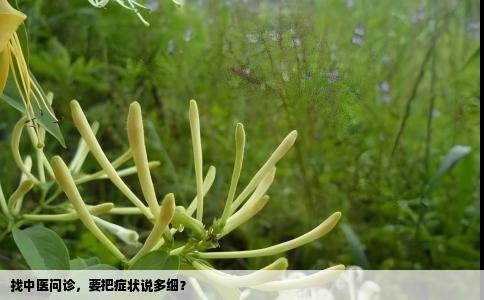 找中医问诊，要把症状说多细？