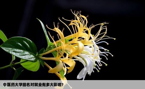 中医药大学排名对就业有多大影响?