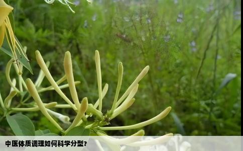 中医体质调理如何科学分型？