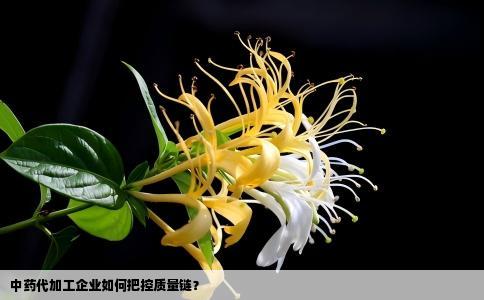 中药代加工企业如何把控质量链？