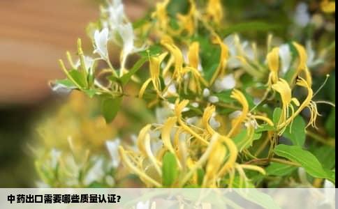 中药出口需要哪些质量认证？