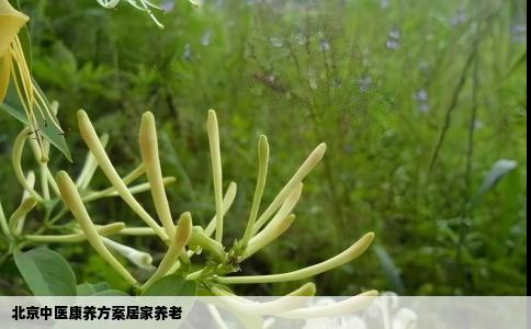 北京中医康养方案居家养老