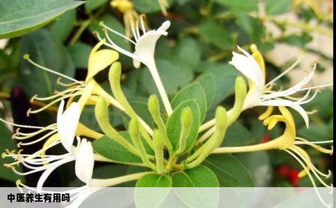 中医养生有用吗