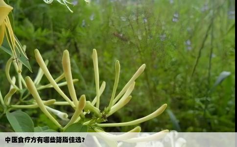 中医食疗方有哪些降脂佳选？