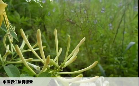 中医养生法有哪些