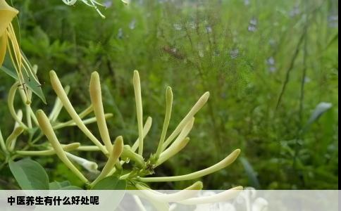 中医养生有什么好处呢