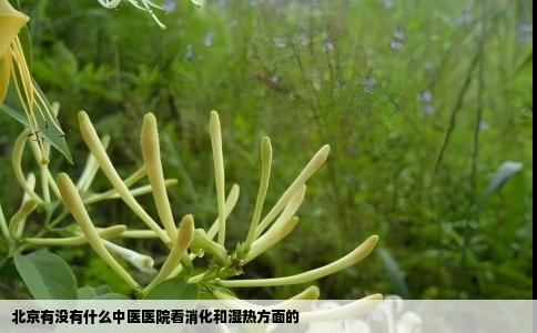 北京有没有什么中医医院看消化和湿热方面的