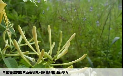 中医保健类的东西在哪儿可以更好的进行学习