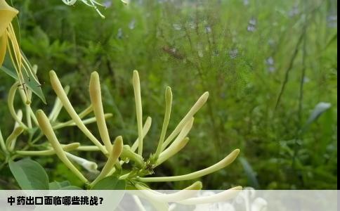 中药出口面临哪些挑战？