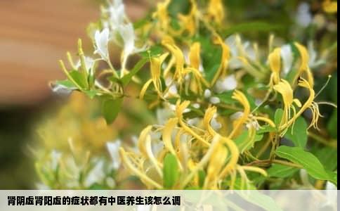 肾阴虚肾阳虚的症状都有中医养生该怎么调