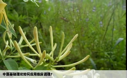 中医基础理论如何应用临床调理？