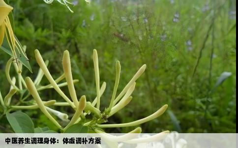中医养生调理身体：体虚调补方案