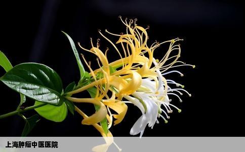 上海肿瘤中医医院