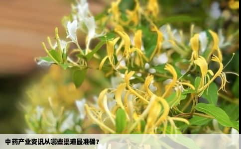 中药产业资讯从哪些渠道最准确？