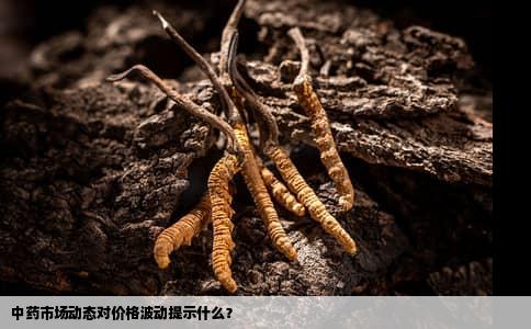中药市场动态对价格波动提示什么？
