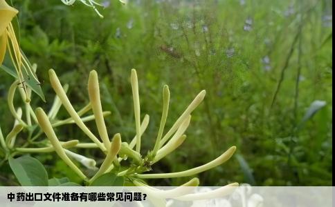 中药出口文件准备有哪些常见问题？
