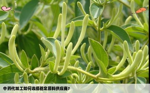 中药代加工如何选择稳定原料供应商？
