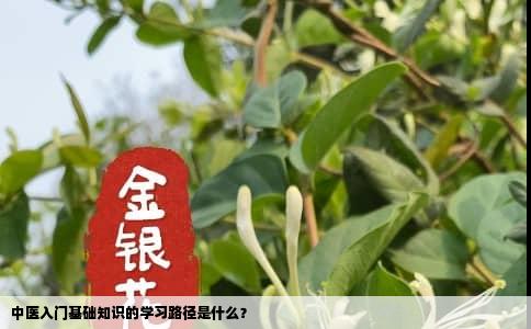 中医入门基础知识的学习路径是什么？