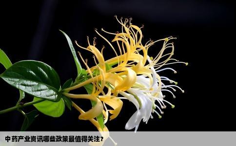 中药产业资讯哪些政策最值得关注？