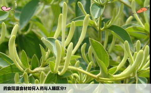 药食同源食材如何入药与入膳区分？