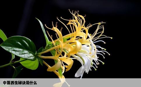 中医养生秘诀是什么