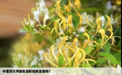 中医药大学排名会影响就业率吗？