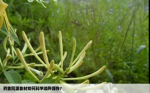 药食同源食材如何科学选购保存？