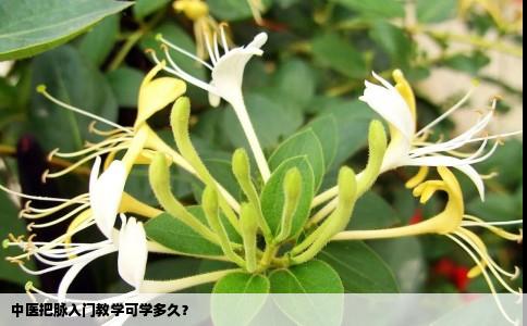 中医把脉入门教学可学多久？