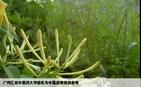 广州汇总中医药大学排名为中医报考提供参考