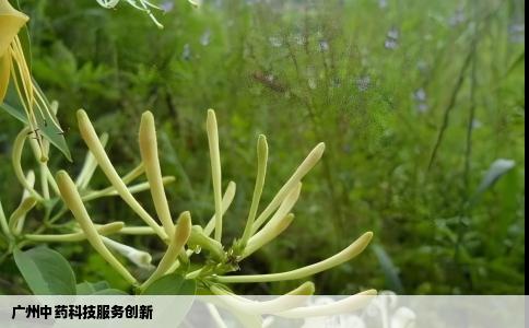 广州中药科技服务创新