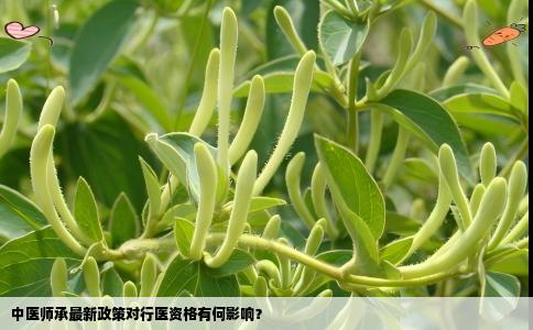 中医师承最新政策对行医资格有何影响？