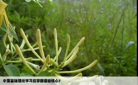 中医基础理论学习应掌握哪些核心？