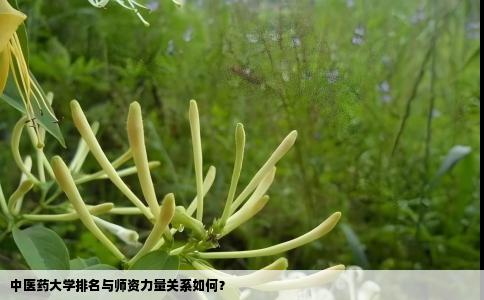 中医药大学排名与师资力量关系如何？